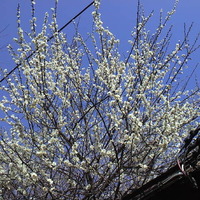 3月21日の記事 2012/03/21 20:29:52