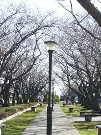 桜の蕾、見つけたよ～！