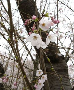 桜です！