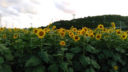 ひまわり畑 ひまわり畑