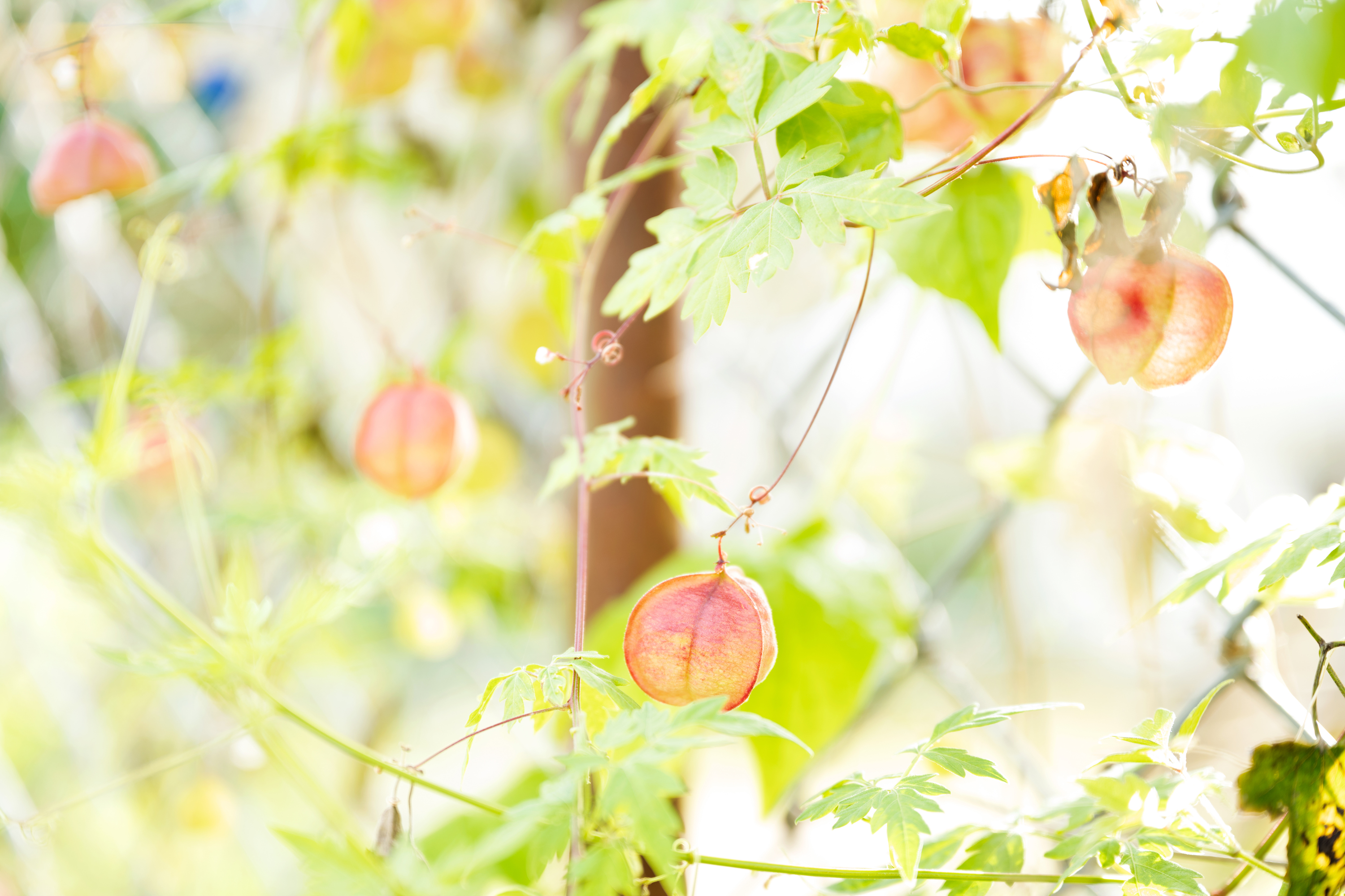 植物 はじめてのblog 仮