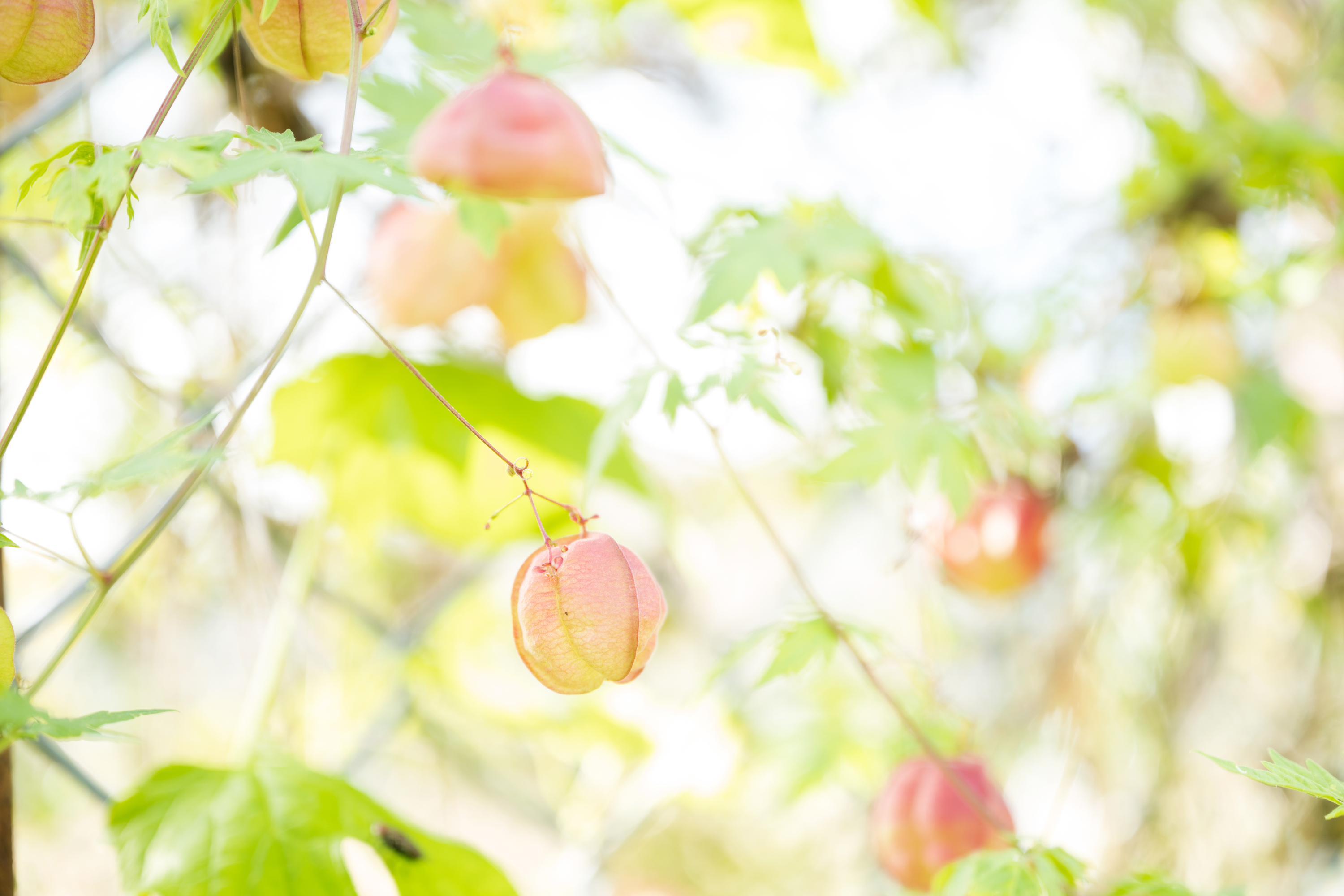 植物 はじめてのblog 仮