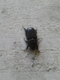 お久しぶりに拝見　・・・　♪ 2016/06/30 19:22:52