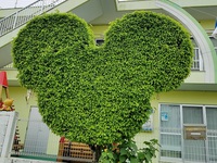 発見植物さん★ 2019/04/24 06:30:00