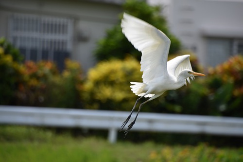 bird☆彡