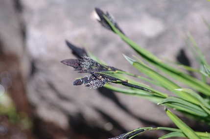 アメリカの高山植物編