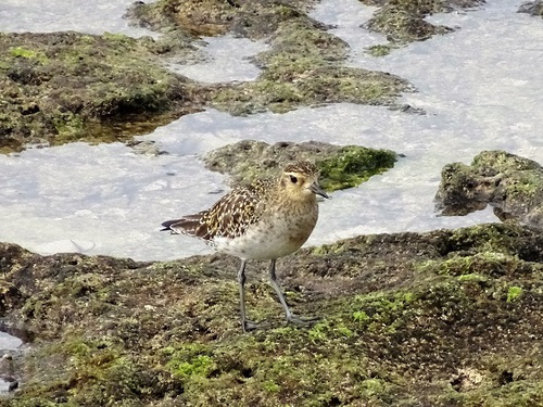 bird(^_-)-☆