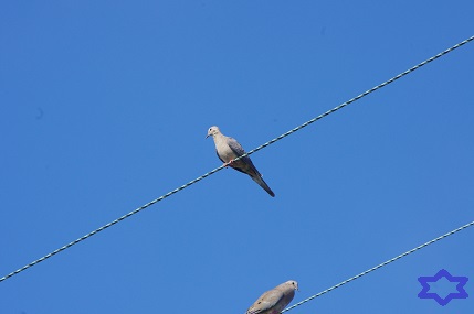 サンディエゴ　鳥編