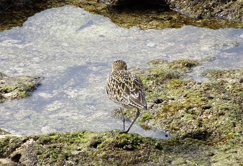 bird(^_-)-☆