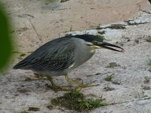 野鳥さん★