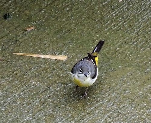 bird(^_-)-☆