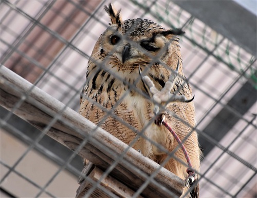 bird☆彡