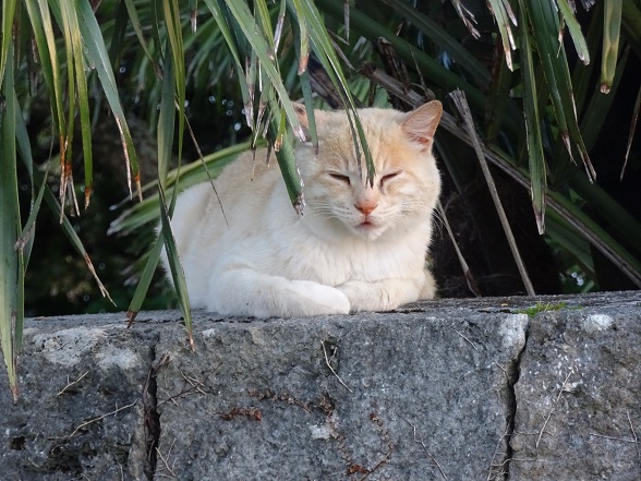 (=^・・^=)ちゃん