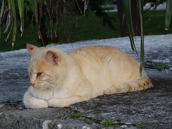 (=^・・^=)ちゃん