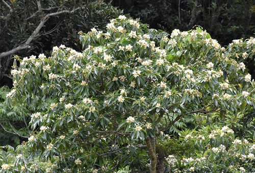 梅雨を感じる花✿