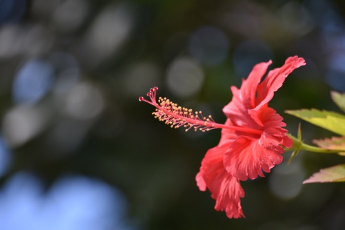 flower(*^-^*)
