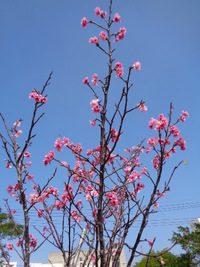 那覇の桜