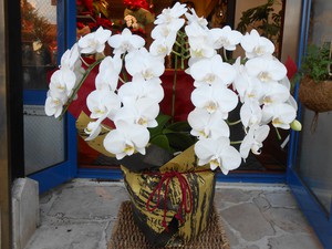 花鉢・寄せ鉢☆彡