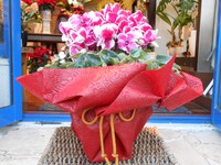 花鉢・寄せ鉢☆彡