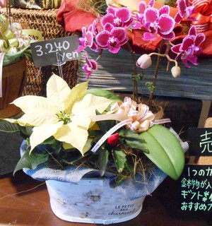 花鉢・寄せ鉢☆彡