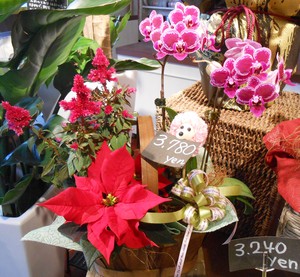 花鉢・寄せ鉢☆彡