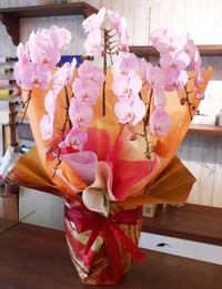 薄いピンクの胡蝶蘭 2018/02/23 15:40:31