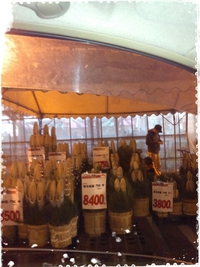 門松販売開始＊＊＊