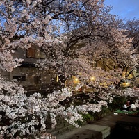 夜桜