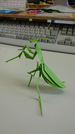 久しぶりにかまきりに遭遇！