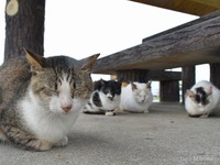 奥武島　猫天国 2019/08/16 15:47:56