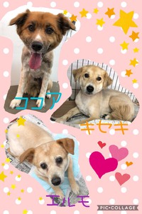 トリミング 2018/06/01 18:17:59