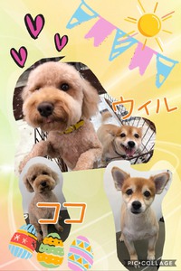 トリミング 2019/01/28 11:16:59
