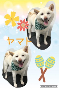 しばしば( ´ω` ) 2020/03/09 17:12:31
