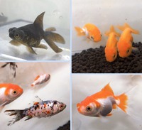 金魚є(･Θ･｡)э 2020/03/10 18:52:26