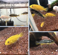 ( ´ω` )/ 2020/03/17 15:54:23