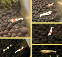 メダカ( * ॑˘ ॑*  ) ⁾⁾ 2020/03/20 18:36:36