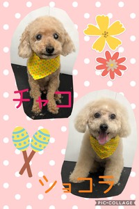 トリミング(=^^=) 2020/05/16 11:56:23