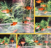 ミッキー 2020/04/14 18:49:58