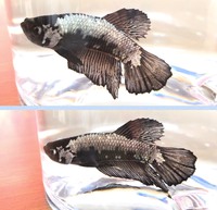 HMPK( ˙꒳​˙  )? 2020/04/13 19:00:25