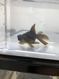 入荷情報ε( ε ˙³˙)з ○º 2020/03/02 18:11:11