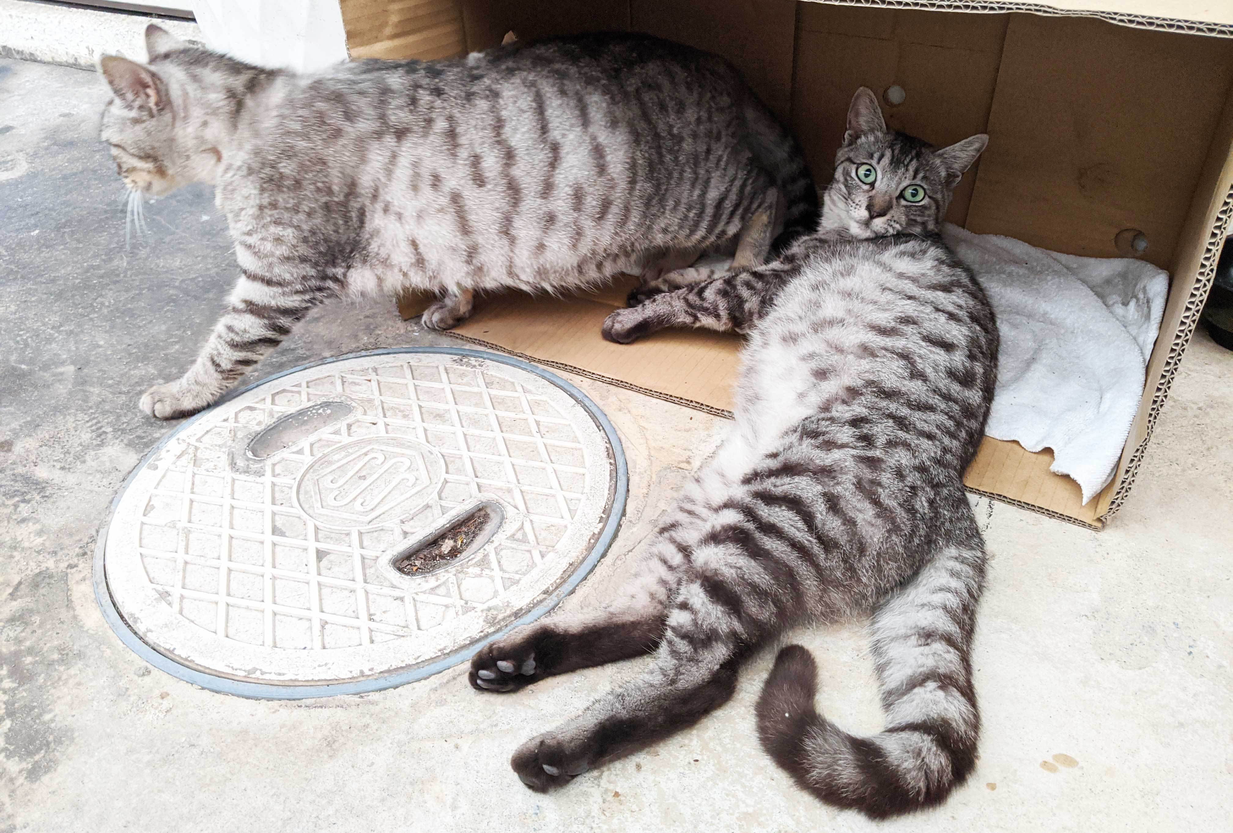 沖縄で一番長い猫を見つけたのでお知らせ致します ハツオキ 沖縄で初体験 新発見メディア