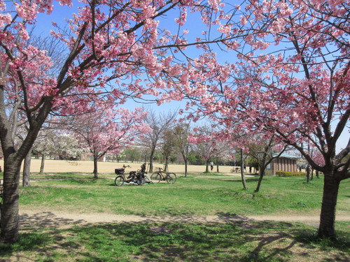 長居公園　桜