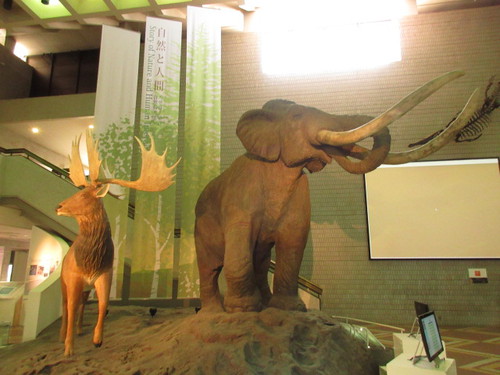 大阪市立自然史博物館　マンモス