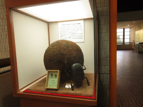大阪市立自然史博物館　ふんころがし