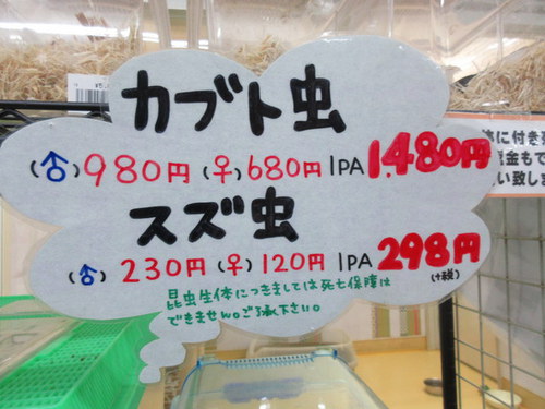 ホームセンターコーナン　カブトムシ