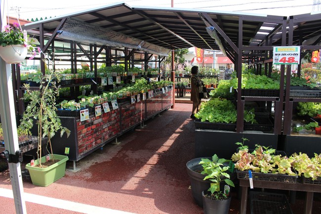 沖縄 ホームセンターさくもとで園芸初心者の主婦が家庭菜園に挑戦！苗・鉢の選び方から植え方まで