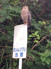 す、すげー！ 2014/02/04 23:43:08