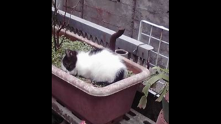 野良猫母子