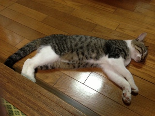 動物虐待やめてくれ！！
