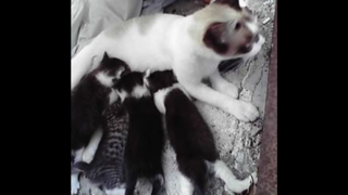 生まれて三週間♪
